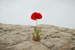 What Is a Single Point of Failure? Examples and Prevention